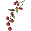 Berries - Rascunhos - 