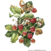 Berries - Pflanzen - 