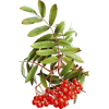 Berries - Plantas - 