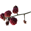 Berries - Rośliny - 