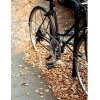 Bicycle in the autumn leaves - 汽车 - 