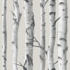 Birch Tree 18' x 20.5 - Mie foto - $1.63  ~ 1.40€