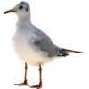 Bird - Animales - 