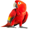 Bird - Animals - 