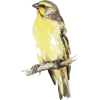 Bird - Animali - 