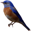 Bird - 动物 - 