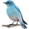 Bird - Animals - 