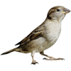 Bird - Tiere - 