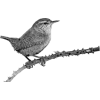 Bird - Ilustrationen - 