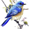 Bird - Illustrations - 