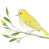 Bird - Rascunhos - 