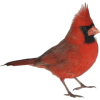 Bird - Natural - 