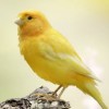 Birds - Animals - 