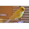 Birds - Animais - 