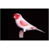 Birds - Animali - 