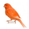 Birds - Animales - 
