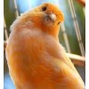 Birds - Animals - 