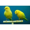 Birds - Živali - 