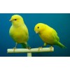 Birds - Animais - 