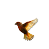 Birds - Animales - 