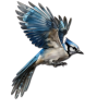 Birds - 自然 - 