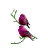 Birds - 自然 - 