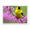 Bird set photo - 动物 - 