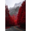 Bkgd red trees - Uncategorized - 