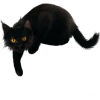 Black Cat - Animals - 