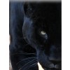 Black Panther Art - Uncategorized - 