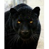 Black Panther /W Golden Eyes Art - Uncategorized - 