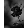 Black Rose - Pozadine - 