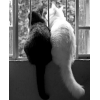 Black & White - Persone - 