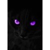 Black cat background - Sfondo - 