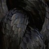 Black feathers - Animals - 