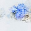 BloomingMarvelous_APPSirenic_lkdavis_600 - Illustrations - 