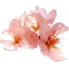 Blossom - Pflanzen - 