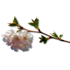Blossom branch - Rastline - 