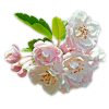 Blossom branch - Plantas - 