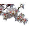 Blossom branch - Растения - 