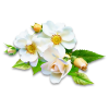 Blossoms - Plants - 
