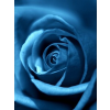 Blue rose - Plants - 