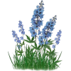 Blue Flowers Grass - イラスト - 
