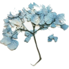 Blue Hydrangea - Plants - 