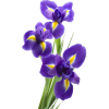 Blue Iris Bunch - Plants - 