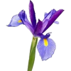 Blue Iris - Natural - 