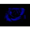 Blue Rose - Uncategorized - 