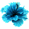 Blue Tropical Flower - Uncategorized - 