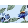 Blueberry - Illustrations - 
