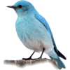 Blue bird - 動物 - 
